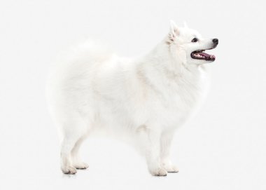 Köpek. Beyaz zemin üzerine Japon beyaz spitz