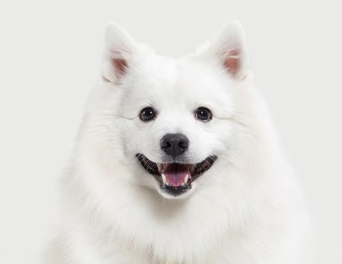 Köpek. Beyaz zemin üzerine Japon beyaz spitz