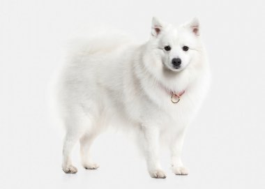 Köpek. Beyaz zemin üzerine Japon beyaz spitz