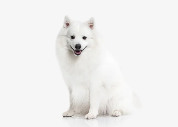 Chien. Spitz japonais blanc sur fond blanc — Photo