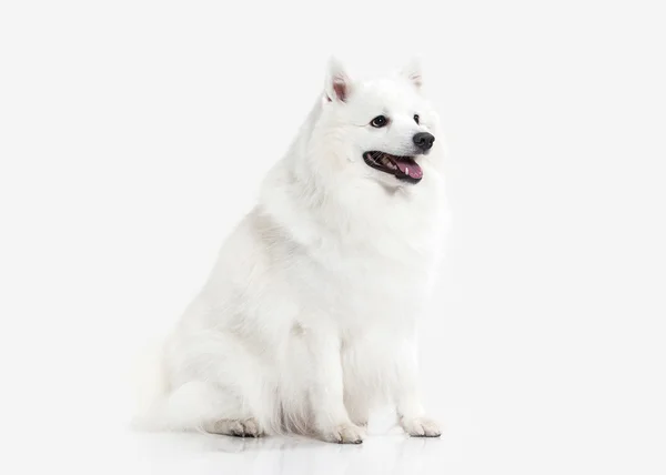 Chien. Spitz japonais blanc sur fond blanc — Photo