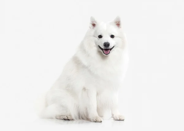 Hund. Japansk vit spets på vit bakgrund — Stockfoto