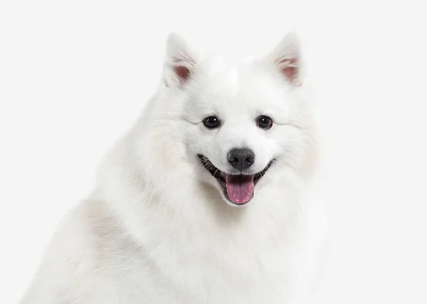 Hund. Japansk vit spets på vit bakgrund — Stockfoto