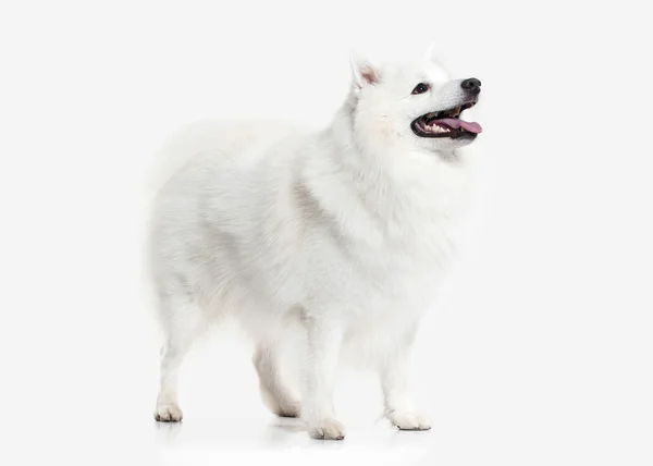 Hund. japanischer weißer Spitz auf weißem Hintergrund — Stockfoto