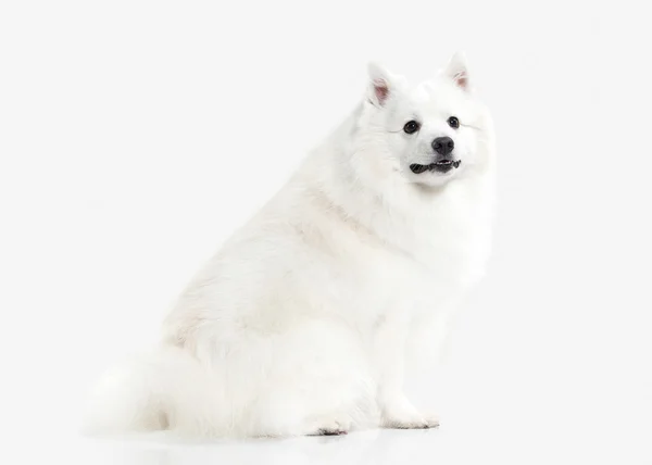 Perro. Japonés blanco spitz sobre fondo blanco — Foto de Stock