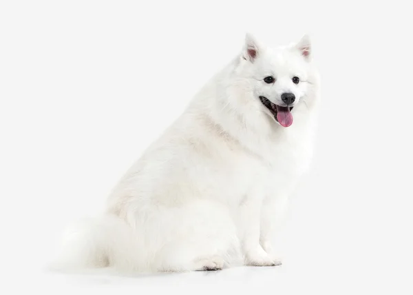 Hund. Japansk vit spets på vit bakgrund — Stockfoto