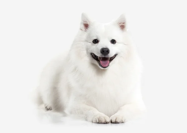 Hund. Japansk hvid spitz på hvid baggrund - Stock-foto