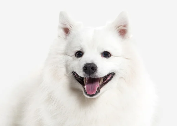 Chien. Spitz japonais blanc sur fond blanc — Photo