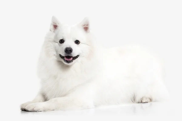 Chien. Spitz japonais blanc sur fond blanc — Photo