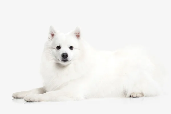 Cane. Giapponese spitz bianco su sfondo bianco — Foto Stock
