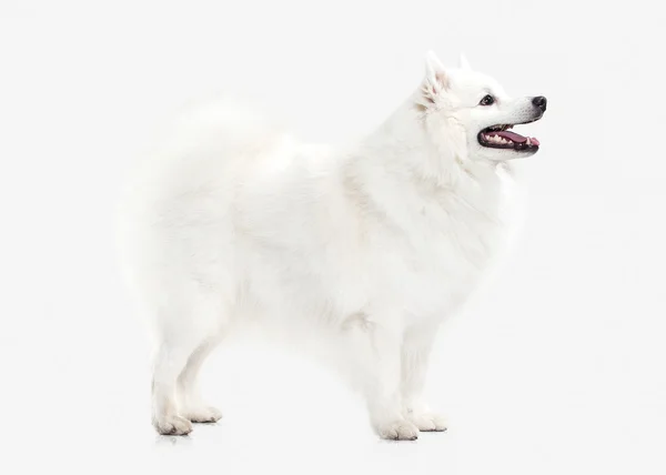 Chien. Spitz japonais blanc sur fond blanc — Photo