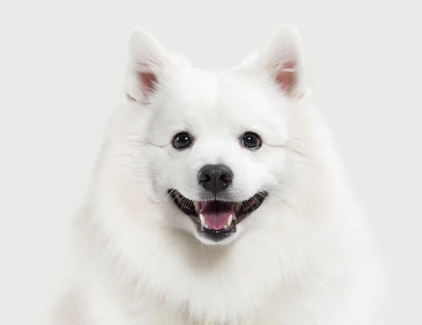 Hund. japanischer weißer Spitz auf weißem Hintergrund — Stockfoto