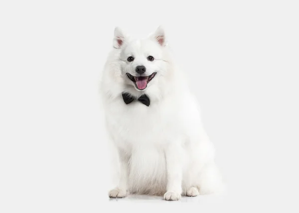 Hund. Japansk vit spets på vit bakgrund — Stockfoto