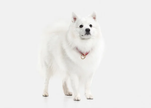 Hund. Japansk vit spets på vit bakgrund — Stockfoto