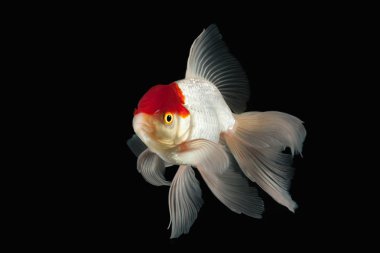 Balık. Siyah zemin üzerine kırmızı kafalı beyaz Oranda Goldfish
