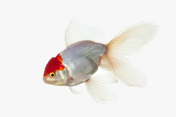 Pescado. Oranda Goldfish blanco con cabeza roja sobre fondo blanco — Foto de Stock