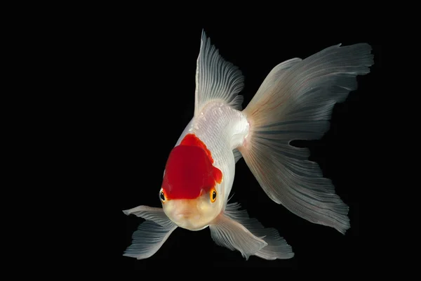 Pescado. Oranda Goldfish blanco con cabeza roja sobre fondo negro — Foto de Stock