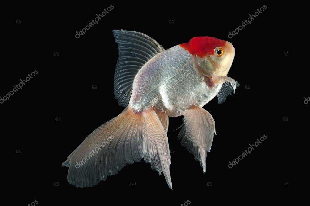 black and white oranda goldfish