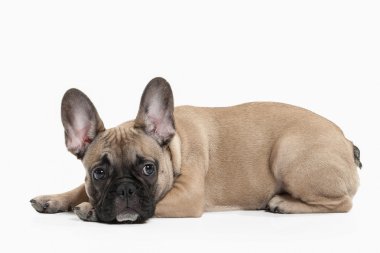 Köpek. Beyaz arka plan üzerinde Fransız bulldog köpek yavrusu