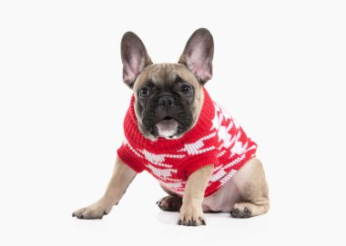 Köpek. Beyaz arka plan üzerinde Fransız bulldog köpek yavrusu