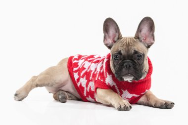 Köpek. Beyaz arka plan üzerinde Fransız bulldog köpek yavrusu