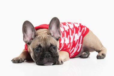 Köpek. Beyaz arka plan üzerinde Fransız bulldog köpek yavrusu