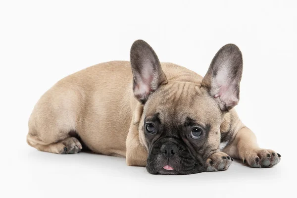 Cão. Cachorrinho bulldog francês no fundo branco — Fotografia de Stock