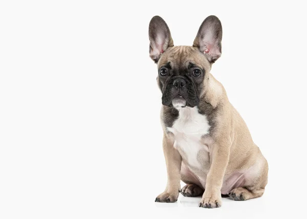 Perro. Bulldog francés cachorro sobre fondo blanco —  Fotos de Stock
