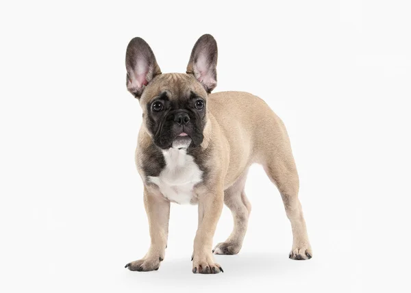 Perro. Bulldog francés cachorro sobre fondo blanco —  Fotos de Stock