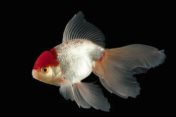 Риби. Білий Oranda золота рибка з рудою головою на чорному фоні — стокове фото