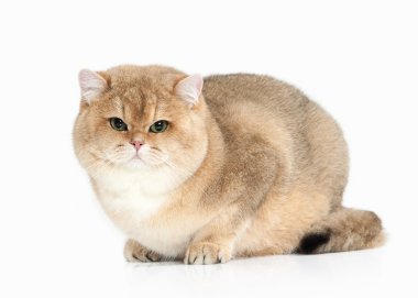 Kedi. Beyaz zemin üzerine altın İngiliz kedisi