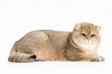 Kedi. Beyaz zemin üzerine altın İngiliz kedisi