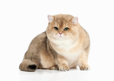 Kedi. Beyaz zemin üzerine altın İngiliz kedisi