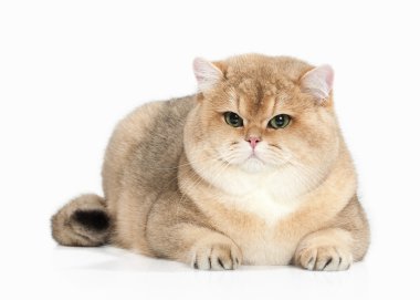 Kedi. Beyaz zemin üzerine altın İngiliz kedisi