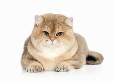 Kedi. Beyaz zemin üzerine altın İngiliz kedisi