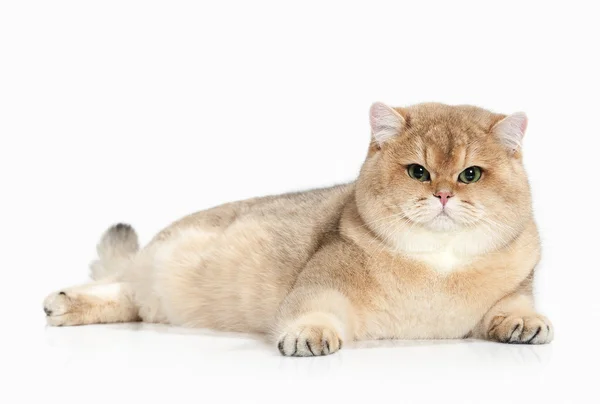 ¡Cat! Gato británico dorado sobre fondo blanco — Foto de Stock