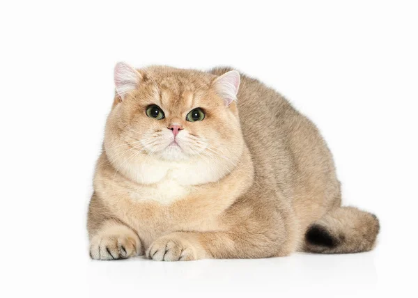 猫。白い背景の上の黄金の英国猫 — ストック写真