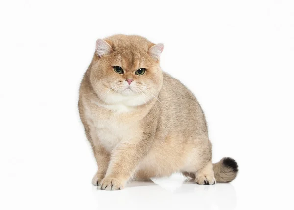 Cat. Golden british cat on white background — Stock Photo, Image