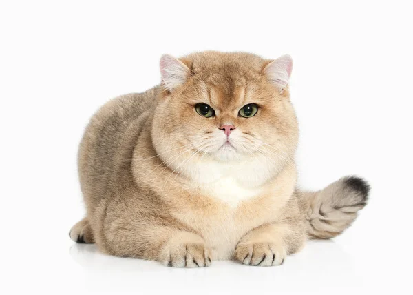 Kedi. Beyaz zemin üzerine altın İngiliz kedisi