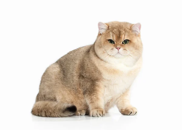 Кэт. Золотой британский кот на белом фоне — стоковое фото