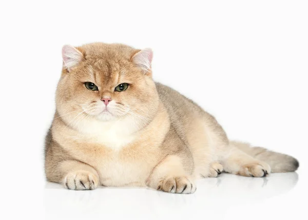 Kedi. Beyaz zemin üzerine altın İngiliz kedisi