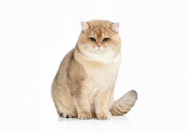 Cat. Golden british cat on white background — Stock Photo, Image