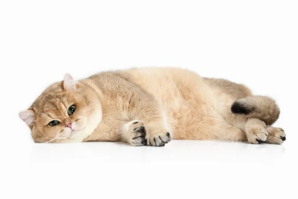 Kedi. Beyaz zemin üzerine altın İngiliz kedisi
