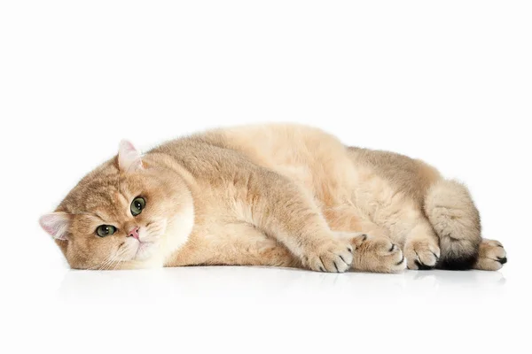 Kot. Złoty Kot brytyjski na białym tle — Zdjęcie stockowe