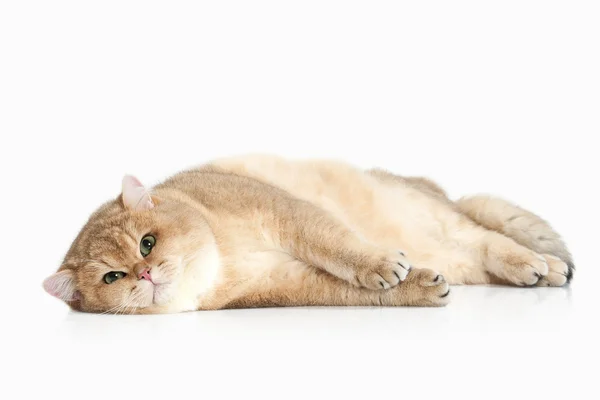 Cat. Golden british cat on white background — Stock Photo, Image