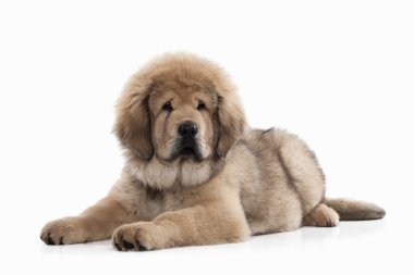 Tibetli mastiff köpek yavrusu