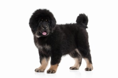 Tibetli mastiff köpek yavrusu