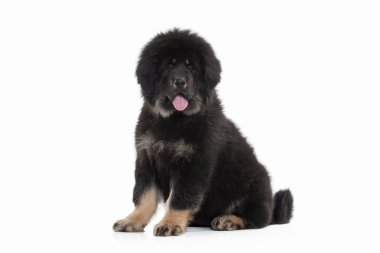 Tibetli mastiff köpek yavrusu