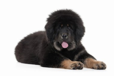 Tibetli mastiff köpek yavrusu