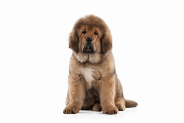 Tibetli mastiff köpek yavrusu
